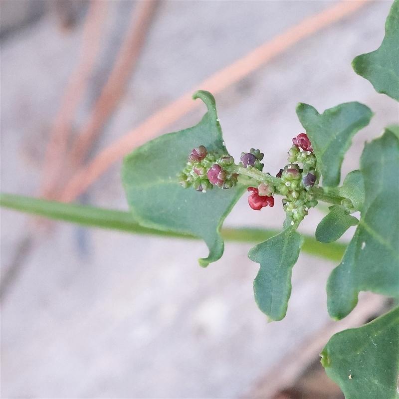 Einadia Trigonos (Coast Saltbush)