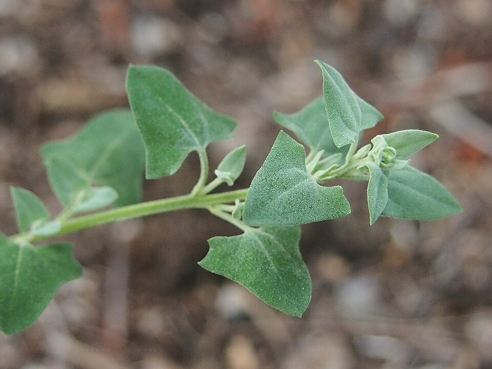 Einadia Trigonos (Coast Saltbush)
