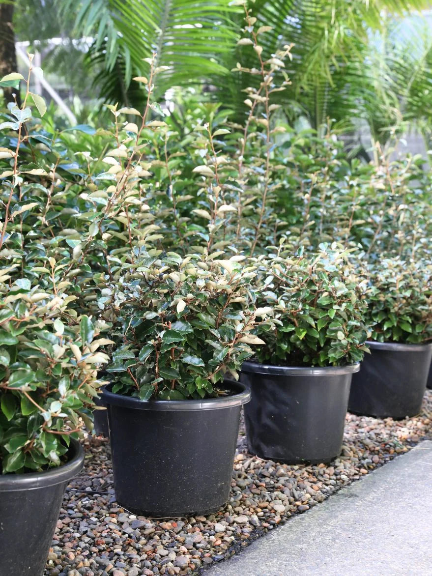 Elaeagnus Macrophylla (Large-Leaved Oleaster) Balls