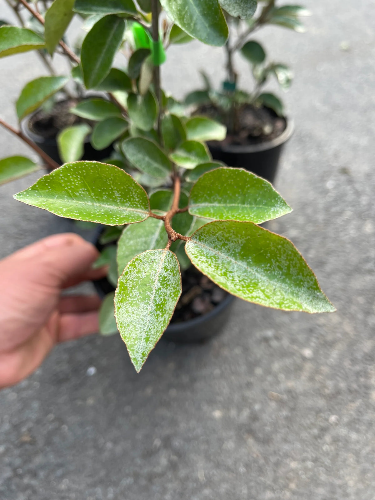 Elaeagnus Macrophylla (Large-Leaved Oleaster) Balls