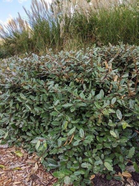 Elaeagnus Macrophylla (Large-Leaved Oleaster) Balls