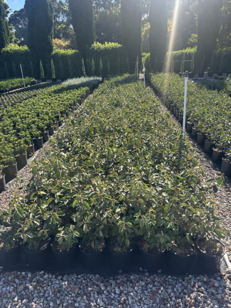 Elaeagnus Macrophylla (Large-Leaved Oleaster)