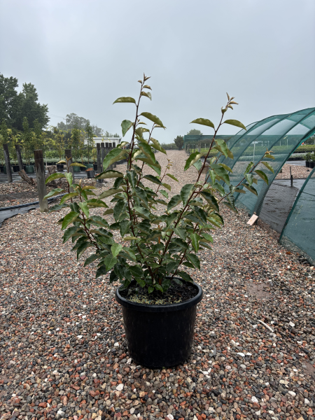 Elaeagnus Macrophylla (Large-Leaved Oleaster)
