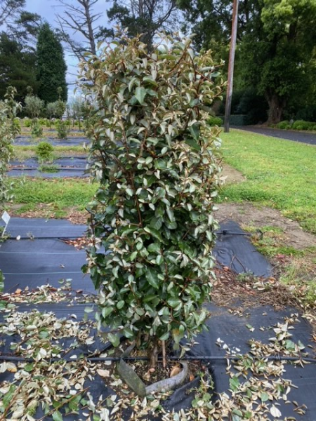 Elaeagnus x. Ebbingei (Ebbings Silverberry)