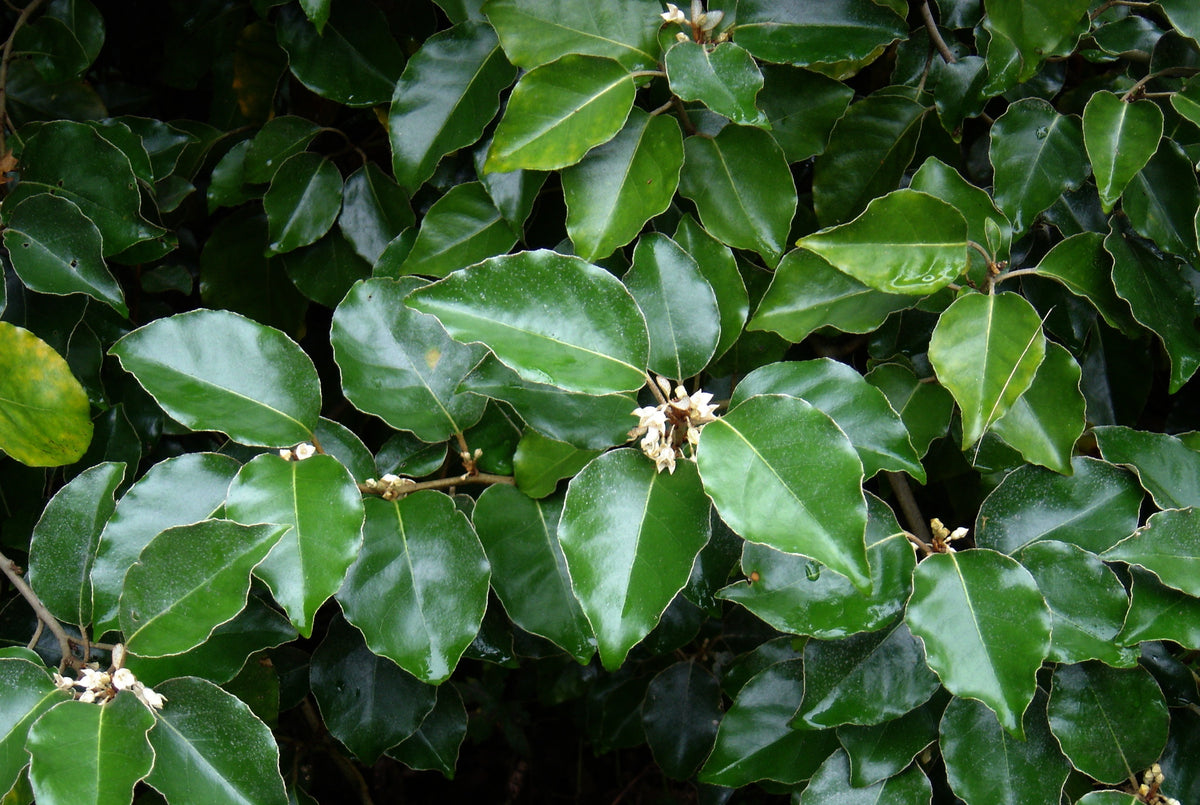 Large-Leaved Oleaster – Hardy Evergreen with Silver Foliage | Nursery ...