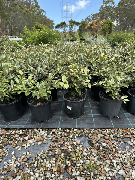 Elaeagnus pungens (Thorny Olive)