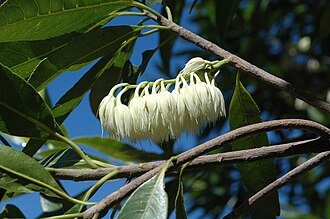 Elaeocarpus grandis (Blue Quandong)