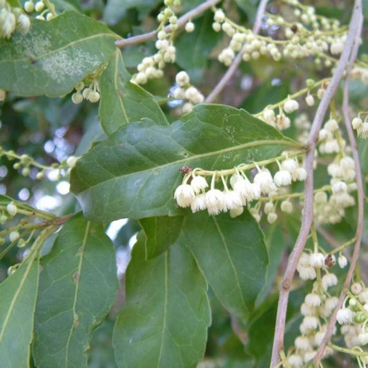 Elaeocarpus obovatus (Hard Quandong)