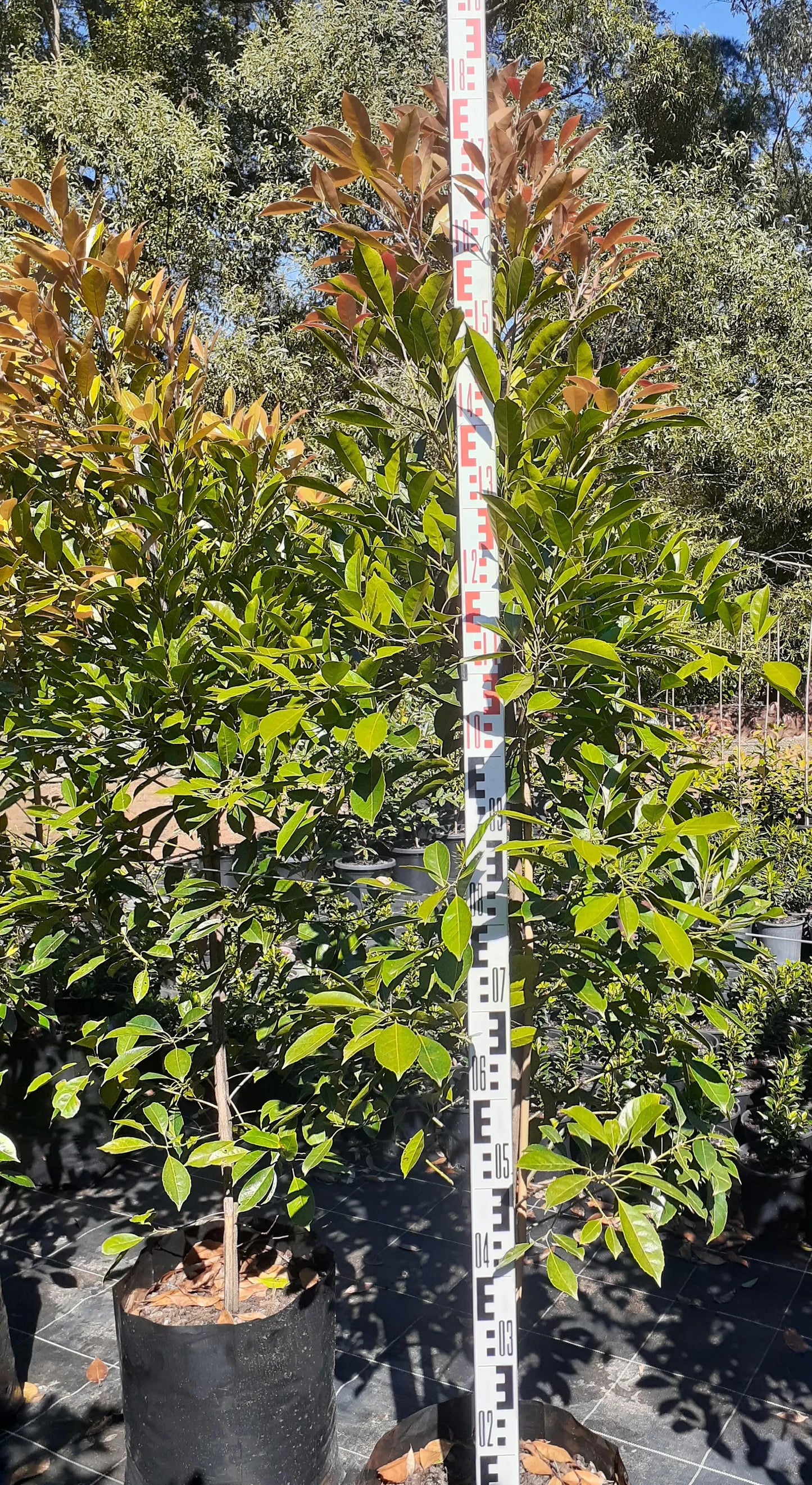 Elaeocarpus Eumundi (Pleached Native Quandong)