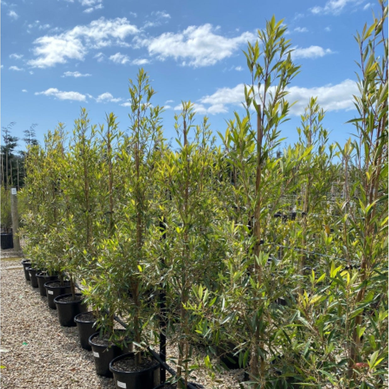 Elaeocarpus 'Green Dream' (Green Dream Blueberry Ash