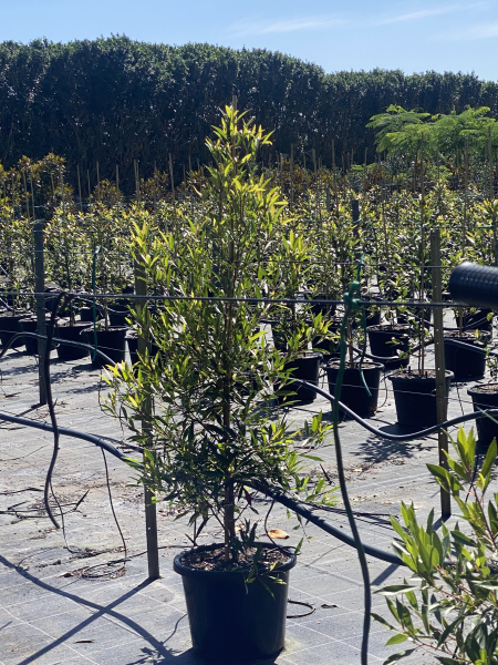 Elaeocarpus 'Green Dream' (Green Dream Blueberry Ash