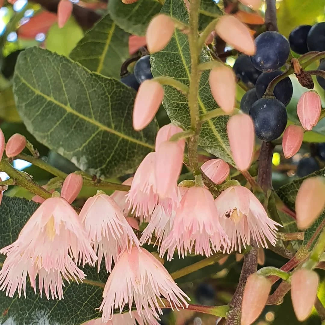 Elaeocarpus Reticulatus (Blueberry Ash)