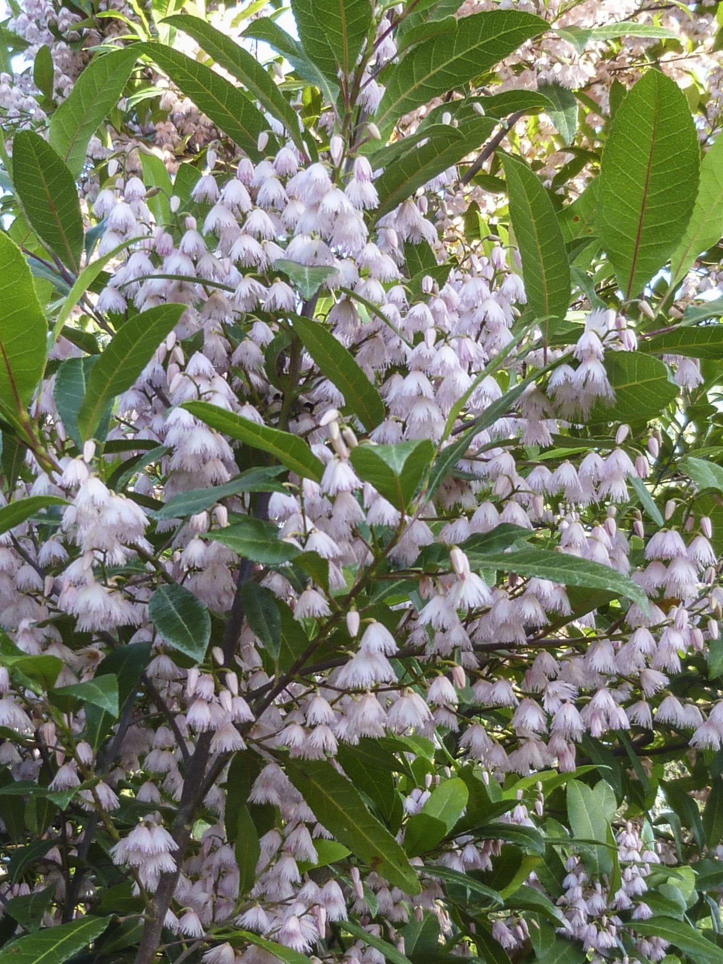 Elaeocarpus Reticulatus (Blueberry Ash)