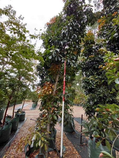 Elaeocarpus Eumundi (Eumundi Quandong)
