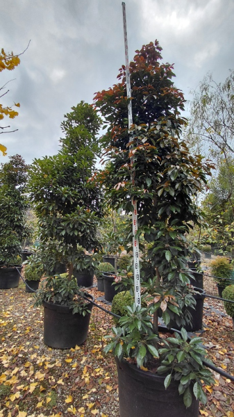 Elaeocarpus Eumundi (Eumundi Quandong)