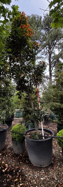 Elaeocarpus Eumundi (Eumundi Quandong)