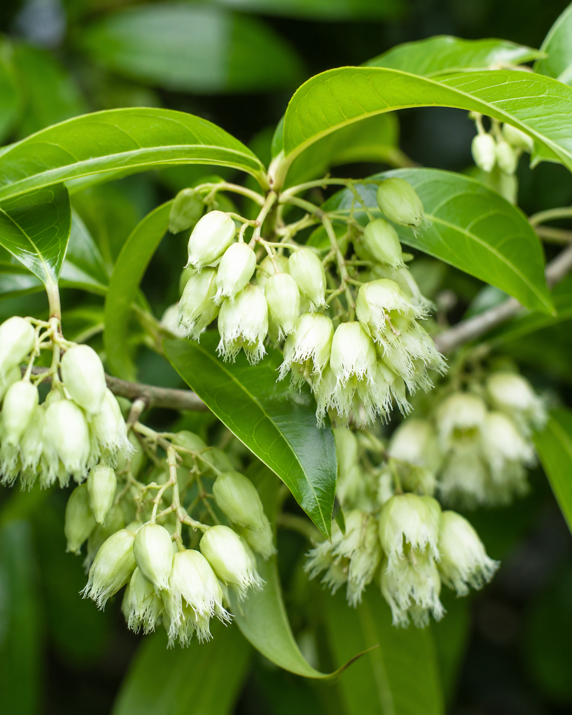 Elaeocarpus grandis (Blue Quandong)