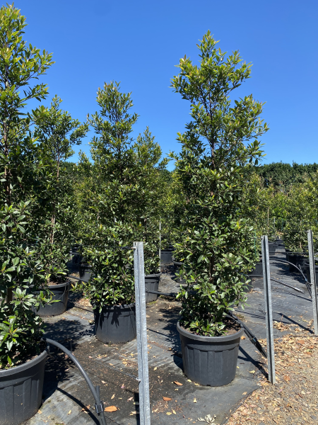 Elaeocarpus Reticulatus Prima Donna (Blueberry Ash Prima Donna)