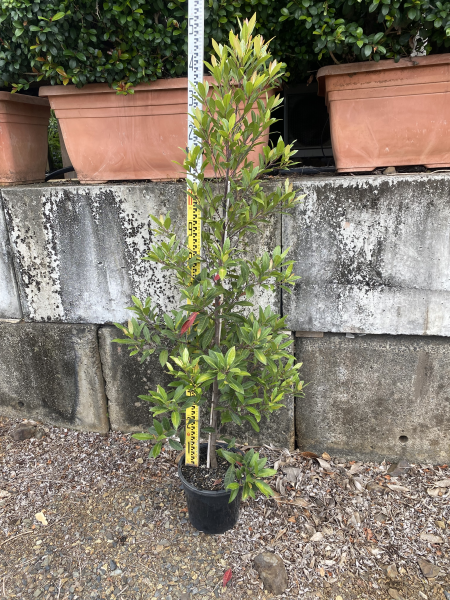 Elaeocarpus Reticulatus Prima Donna (Blueberry Ash Prima Donna)