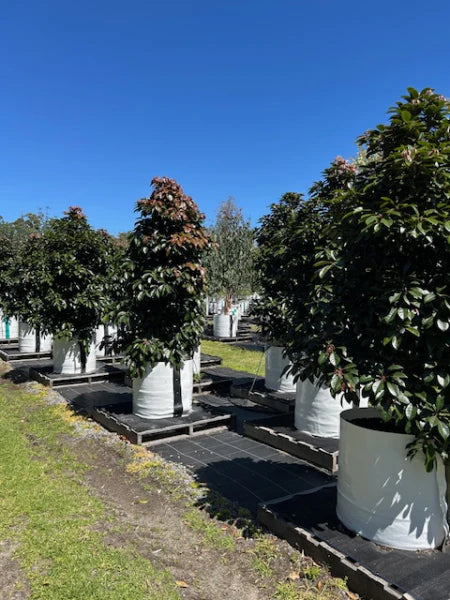 Elaeocarpus Eumundi (Eumundi Quandong)