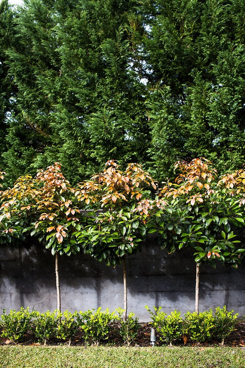 Elaeocarpus Eumundi (Native Quandong) PLEACHED