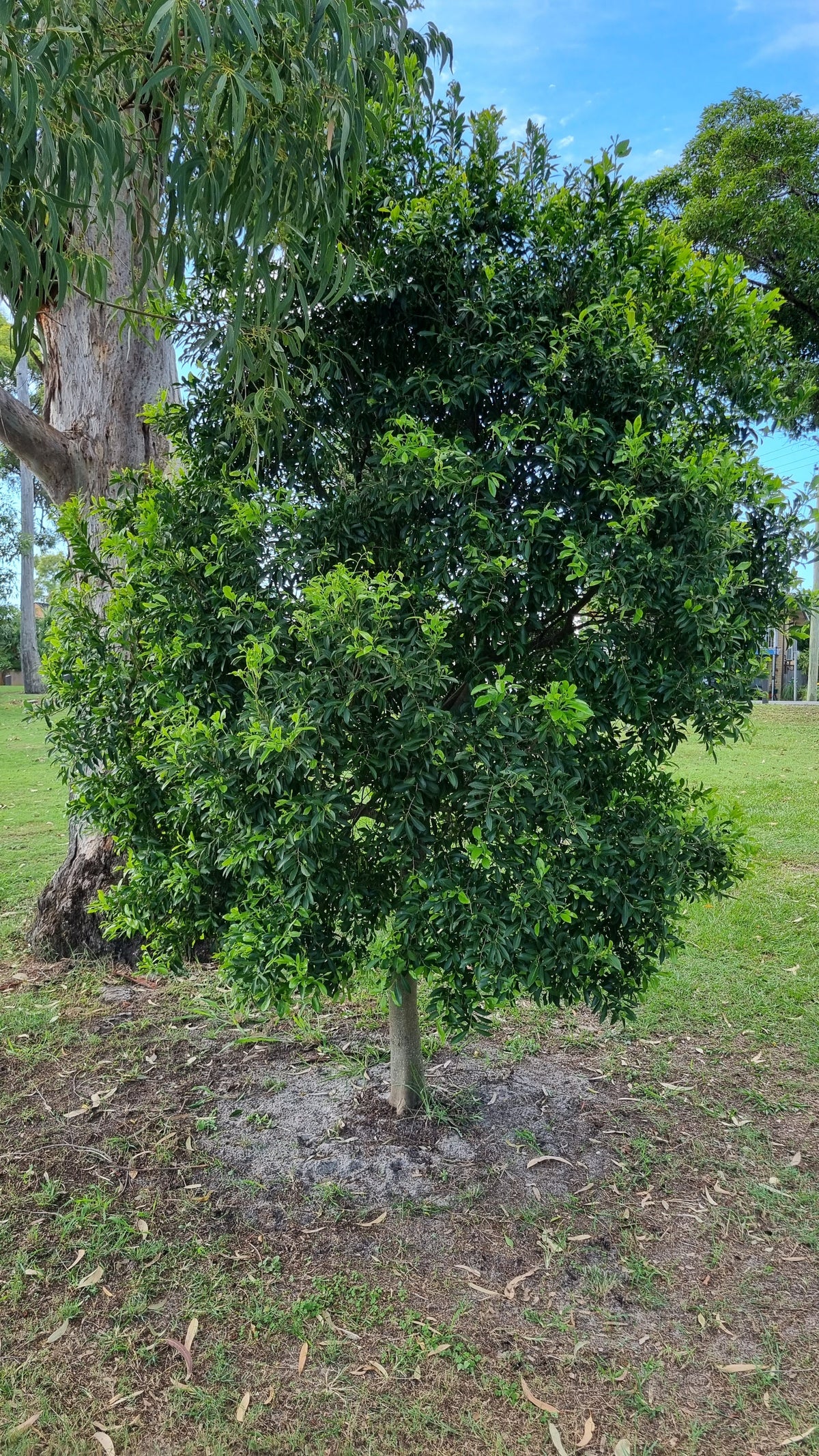 Elaeocarpus obovatus (Hard Quandong)