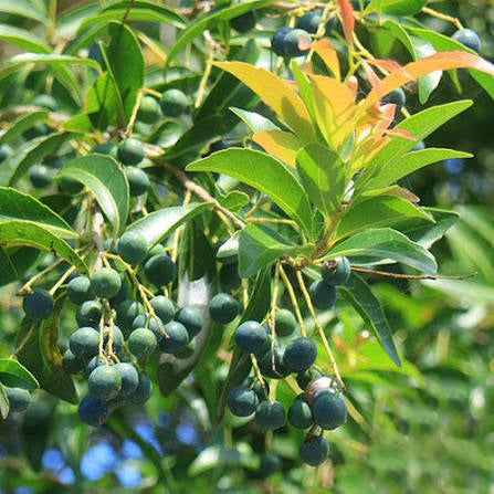 Elaeocarpus obovatus (Hard Quandong)