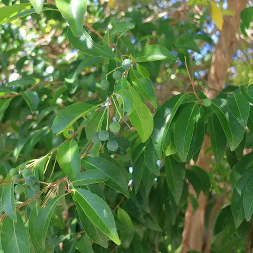 Elaeocarpus obovatus (Hard Quandong)