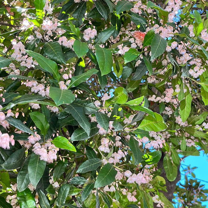 Elaeocarpus Reticulatus ‘Pink Form’ (Blueberry Ash)