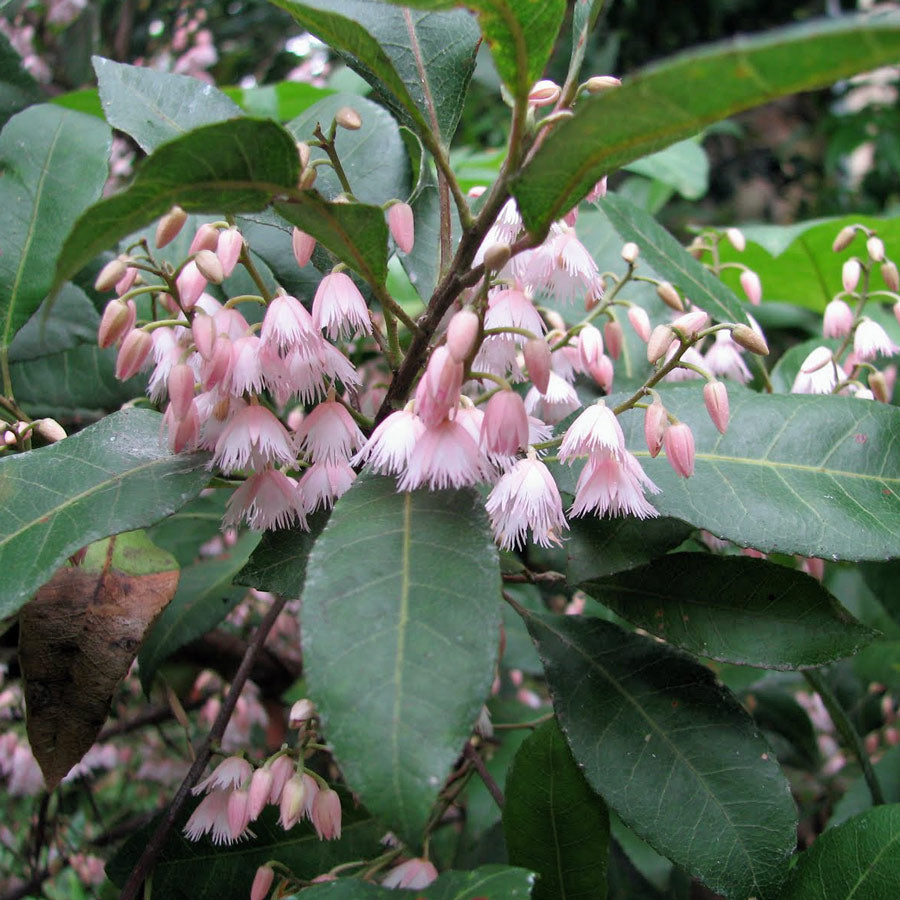 Elaeocarpus Reticulatus ‘Pink Form’ (Blueberry Ash)