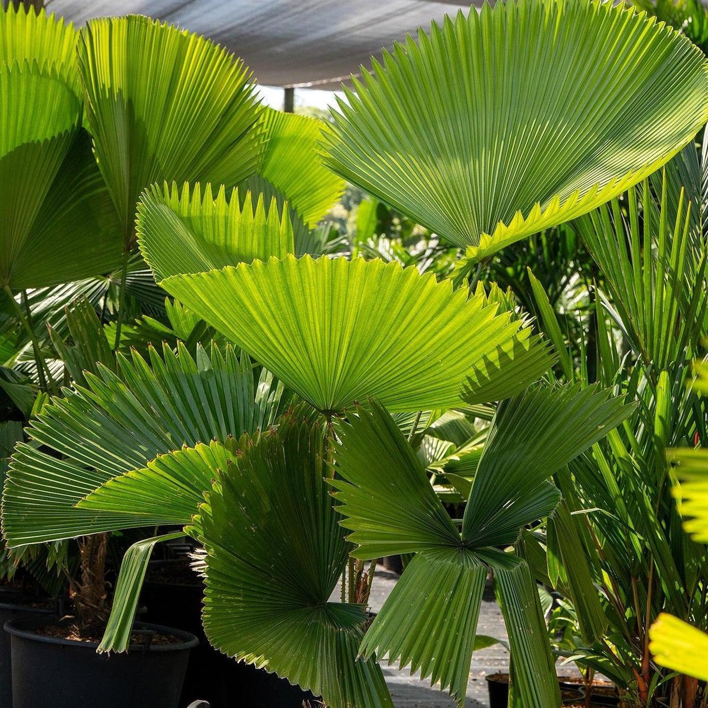 Licuala Elegans (Elegant Fan Palm)