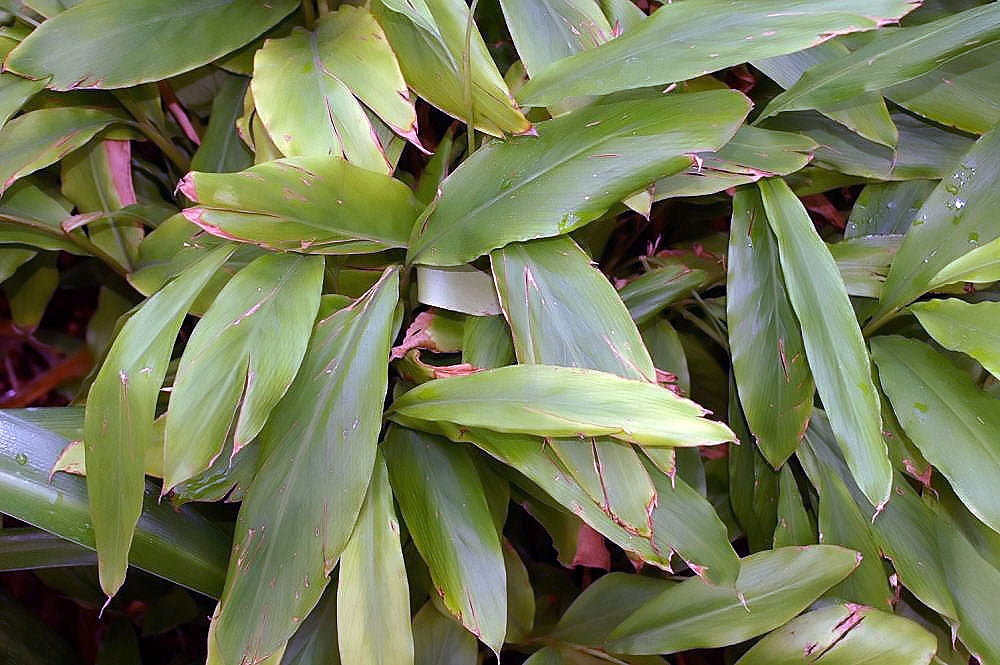 Elettaria cardamomum (Cardamon Leaf)