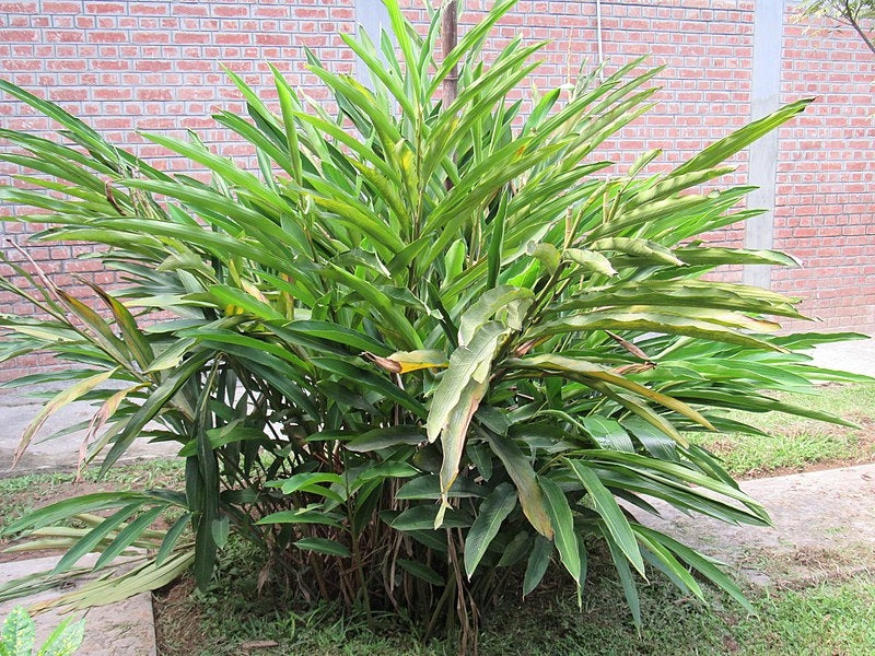 Elettaria cardamomum (Cardamon Leaf)