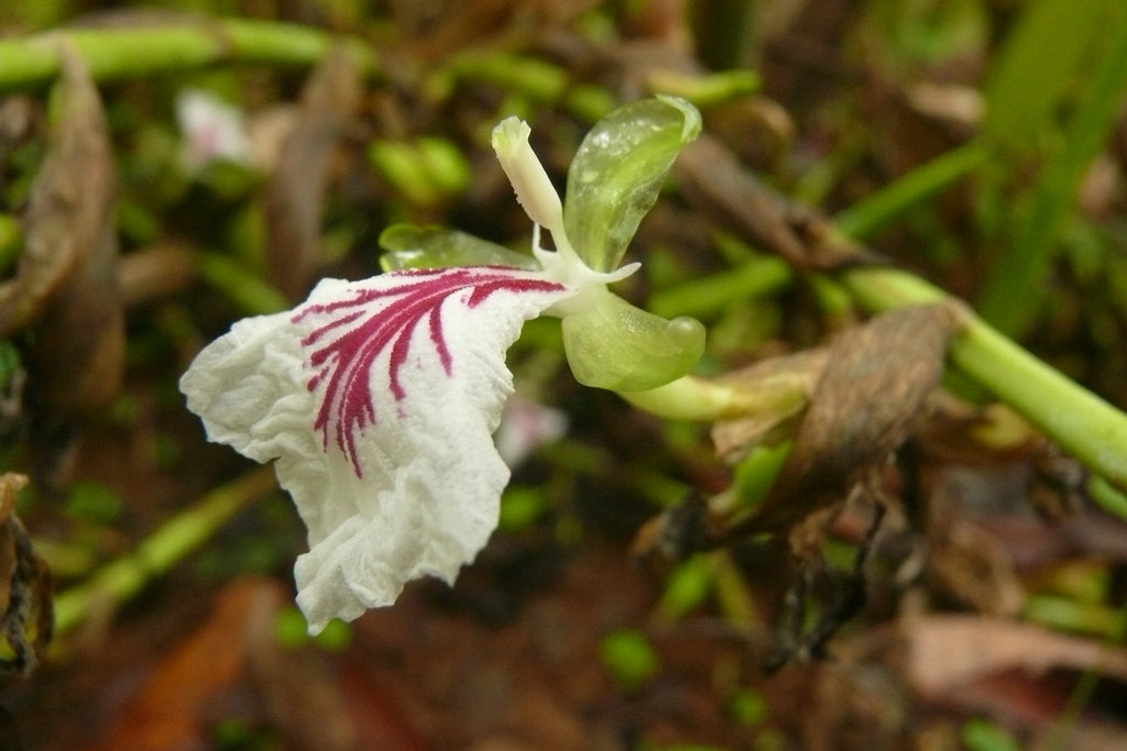 Elettaria cardamomum (Cardamon Leaf)