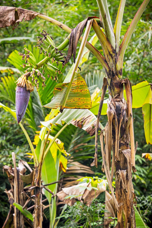 Musa (Banana)