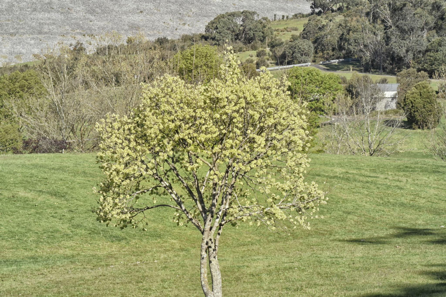 Ulmus Glabra ‘Lutescens’ (Golden Elm)
