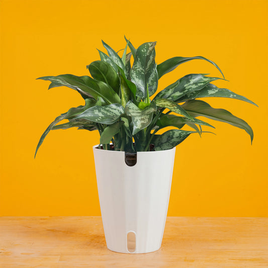 Aglaonema ‘Beauty’ (Chinese Evergreen)