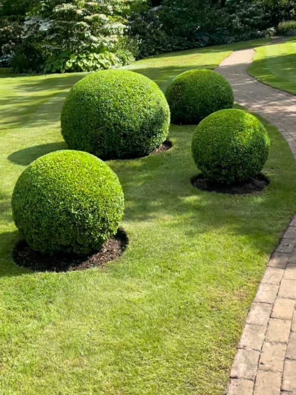 Buxus Sempervirens (English Box Topiary Bollards)