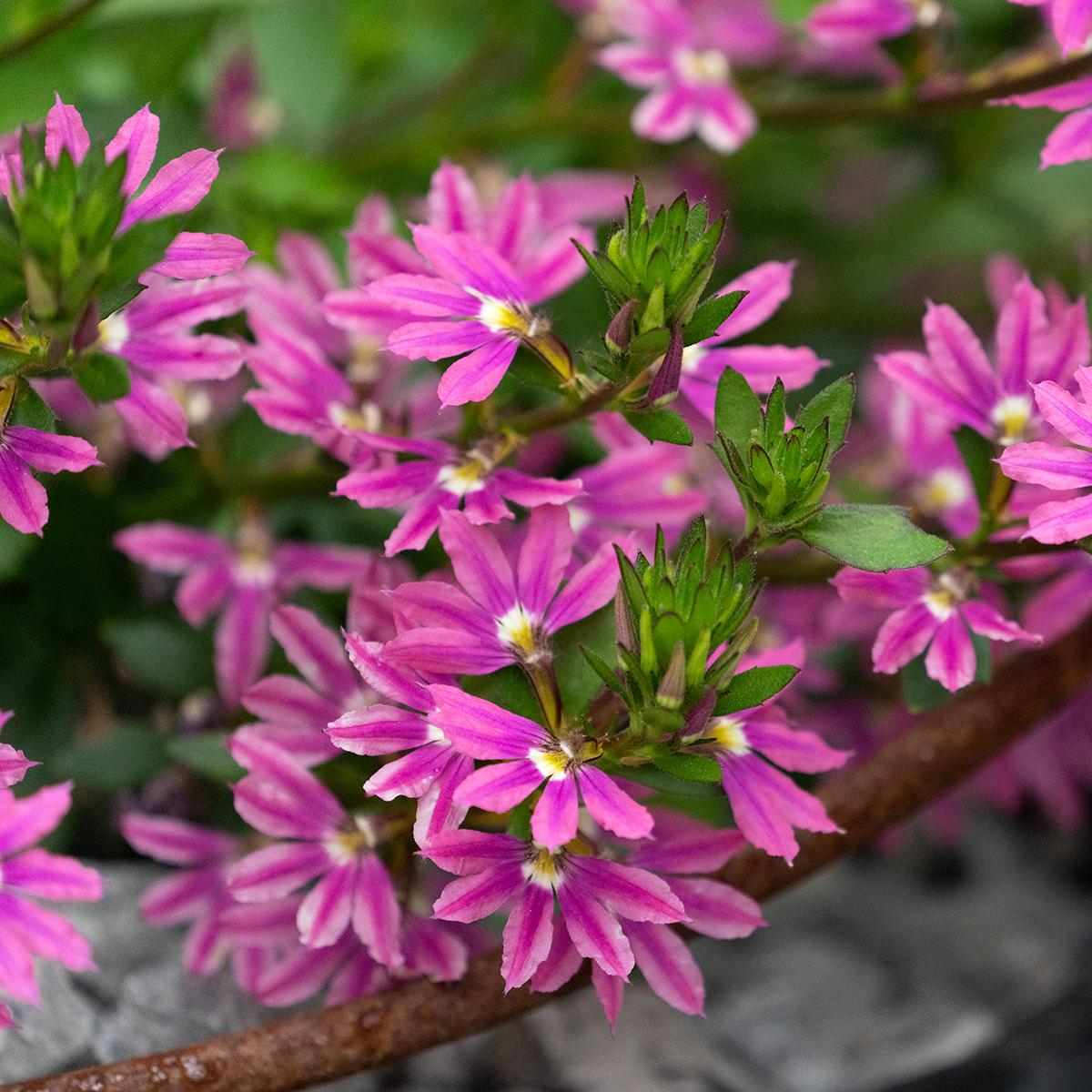 Scaevola Aemula 'Touch Deep Pink' (Deep Pink Fan Flower)