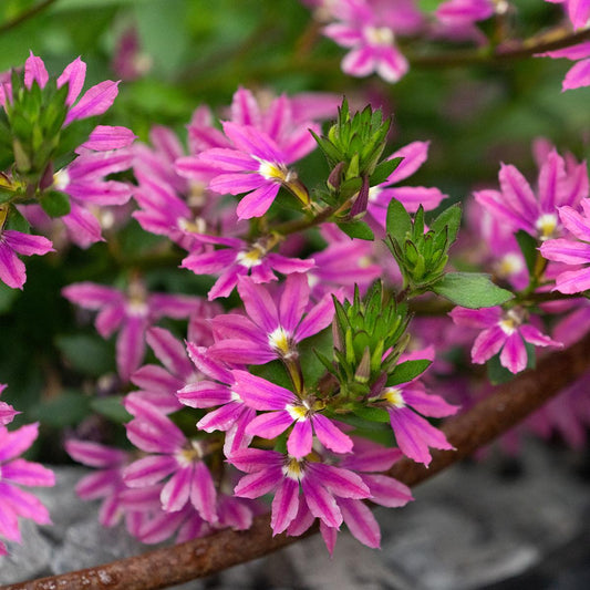 Scaevola Aemula 'Touch Deep Pink' (Deep Pink Fan Flower)