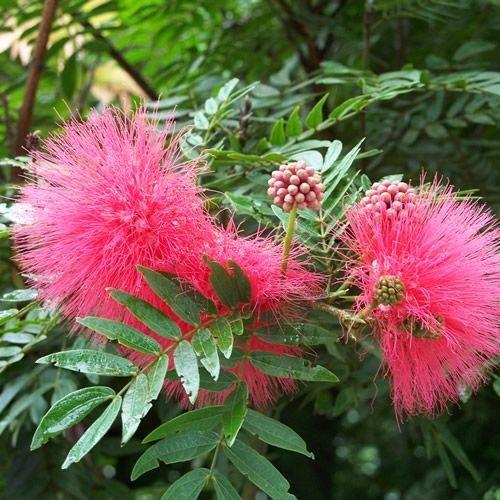 Calliandra Haematocephala 'Pink' (Pink Powder Puff)