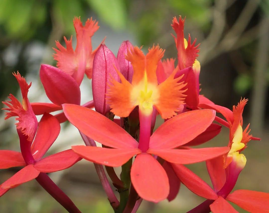 Epidendrum Ibaguense ‘Red Crucifix Orchid’