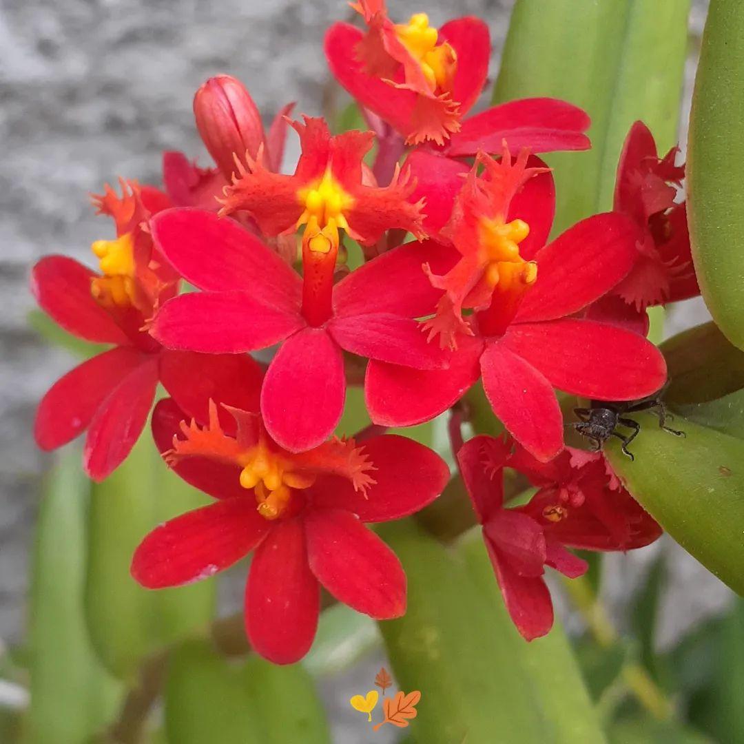 Epidendrum Ibaguense ‘Red Crucifix Orchid’