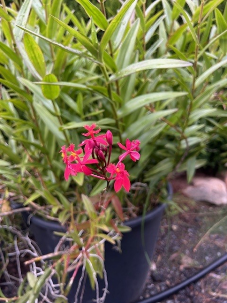 Epidendrum Ibaguense ‘Red Crucifix Orchid’