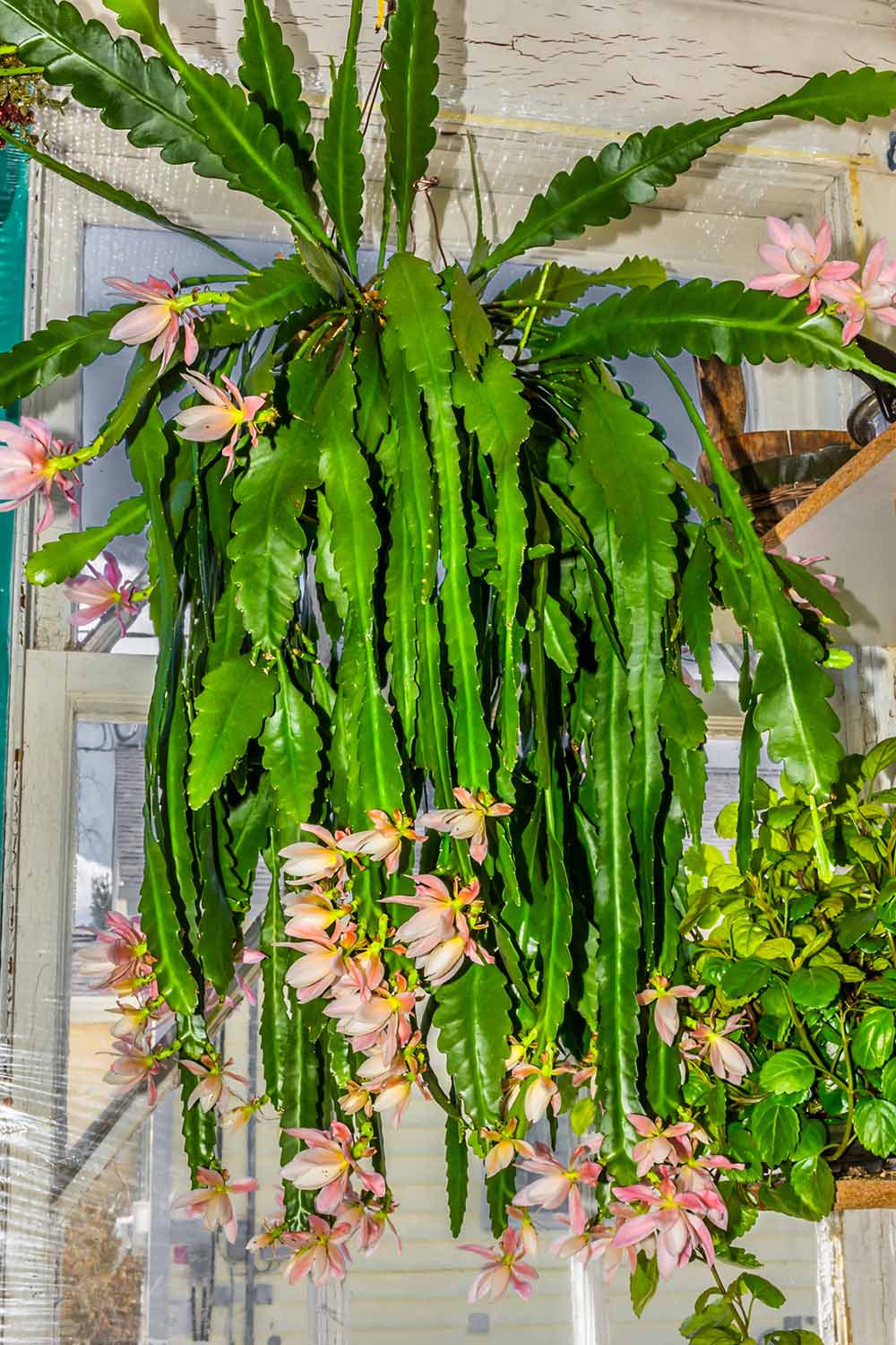 Epiphyllum Spp. (Assorted Jungle Cactus)