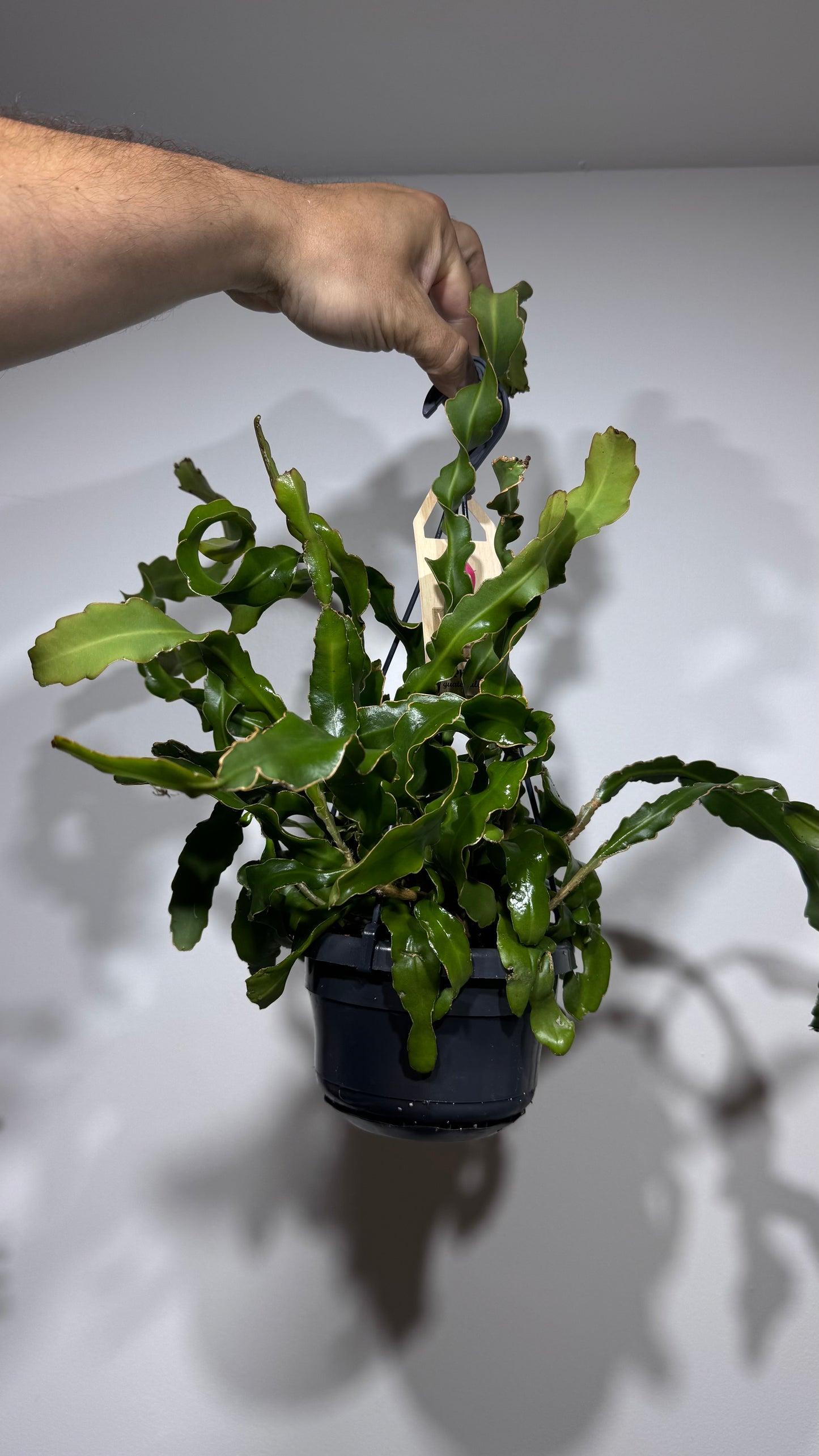Epiphyllum Guatemalense Monstrose (Curly Sue)
