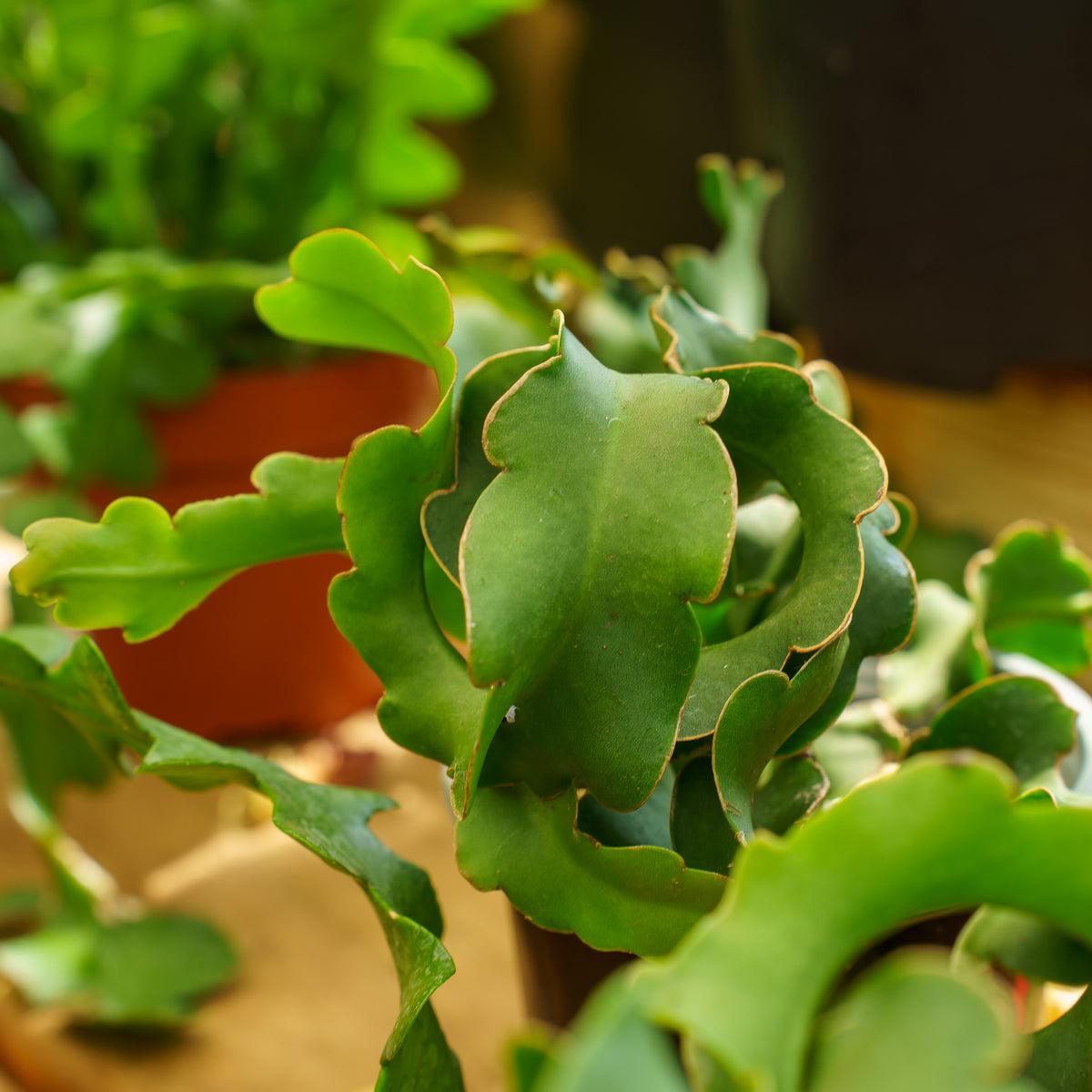 Epiphyllum Guatemalense Monstrose (Curly Sue)