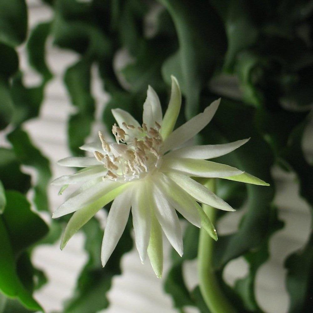 Epiphyllum Guatemalense Monstrose (Curly Sue)