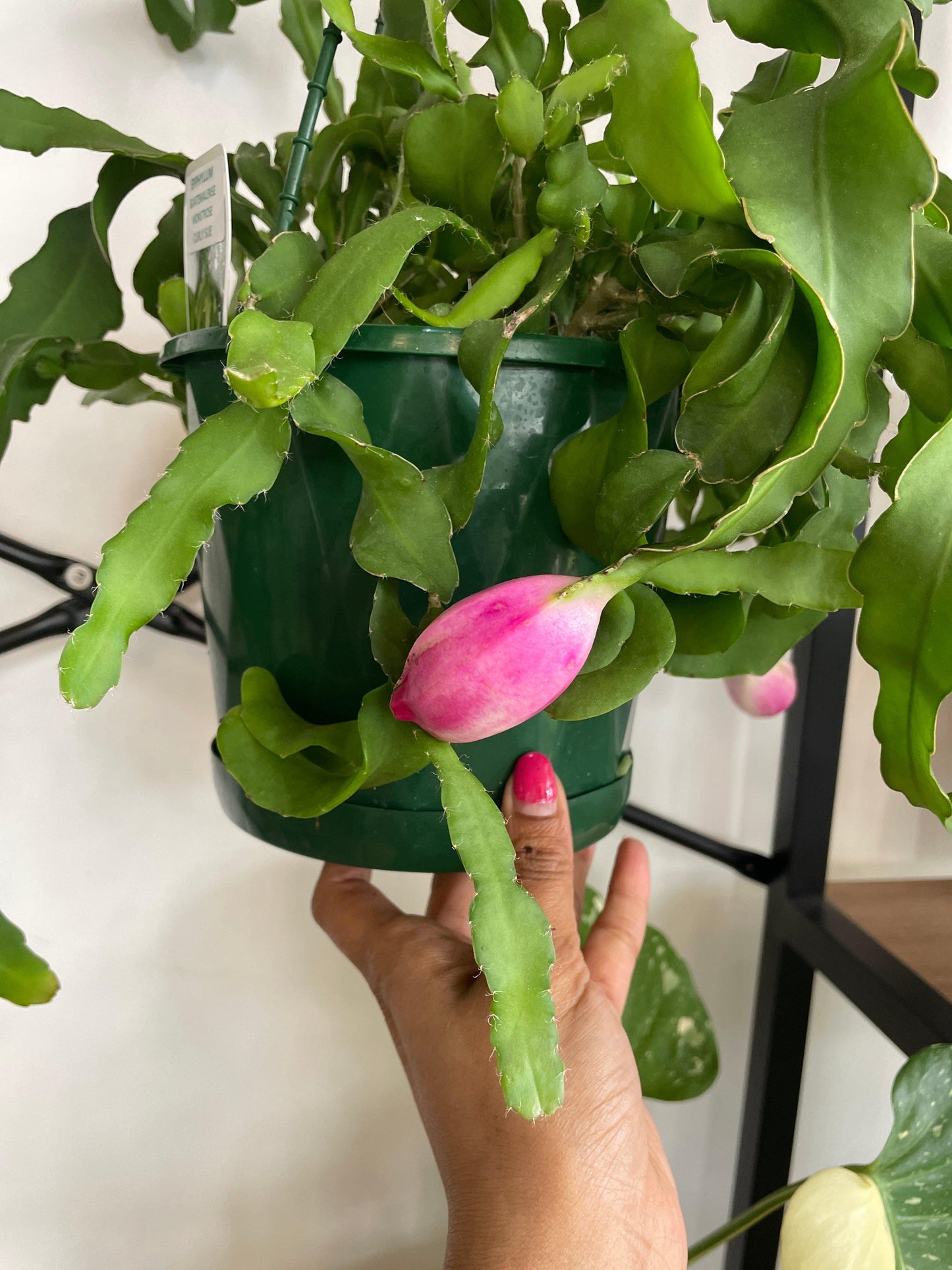 Epiphyllum Guatemalense Monstrose (Curly Sue)