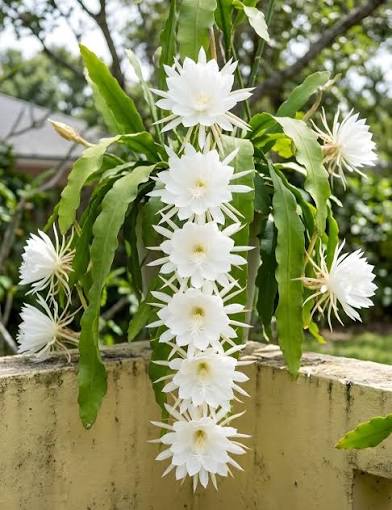 Epiphyllum Oxypetalum (Night Blooming Cereus / Dutchmans Pipe)